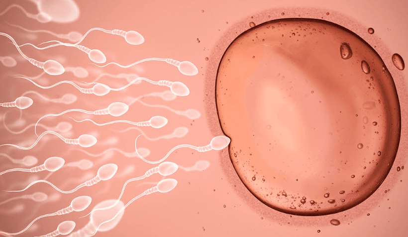 An illustration of many sperm racing toward a single egg