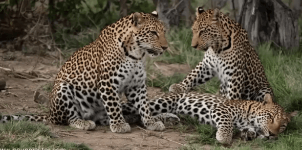 Leoparden und andere Tiere Illustration 1